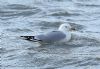 Ring-billed Gull at Rossi's Ice Cream, Westcliff (Steve Arlow) (197908 bytes)